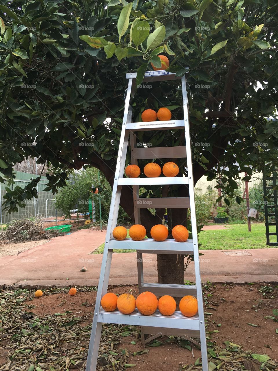 Oranges at harvest time