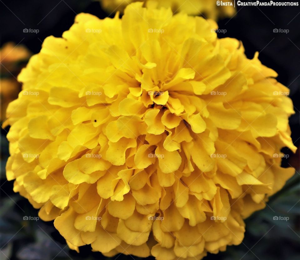 Beautiful Flower Poster, Flower Wallpapers, Flower Calender, Flower Screen Saver, Beatiful Flower, Yellow Flower