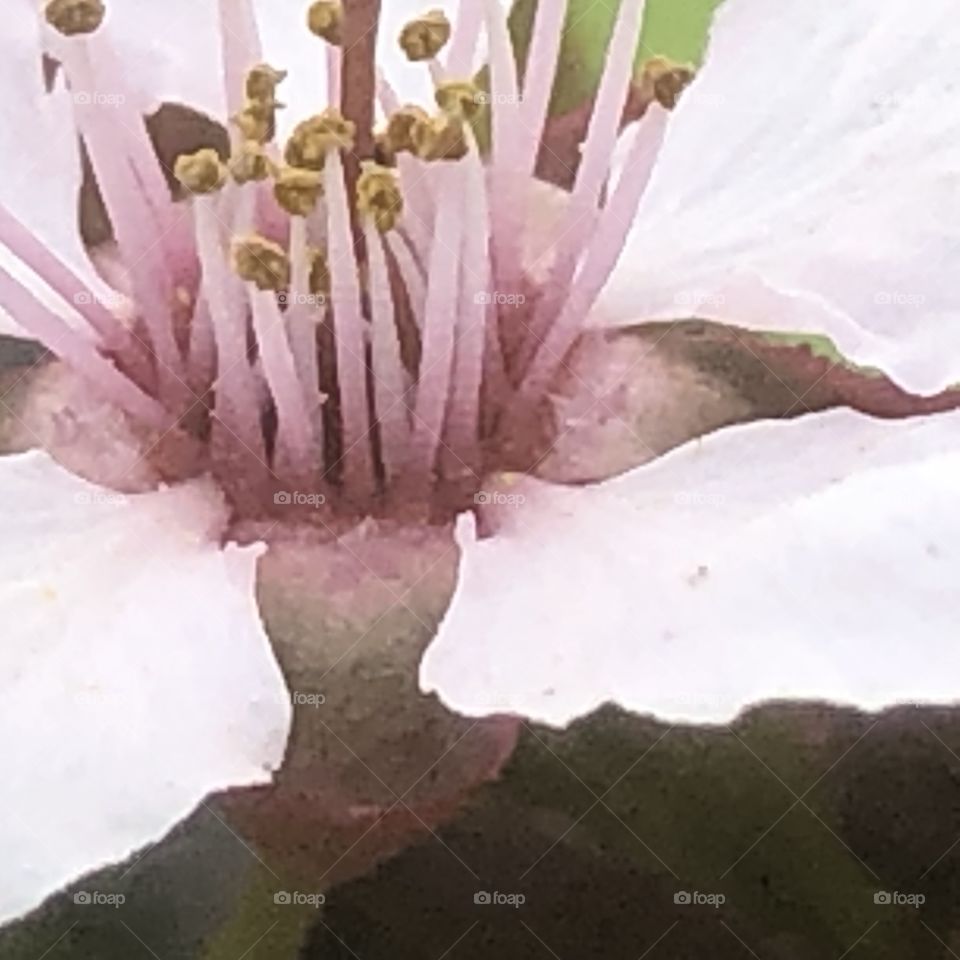 Cherry tree blossom flower