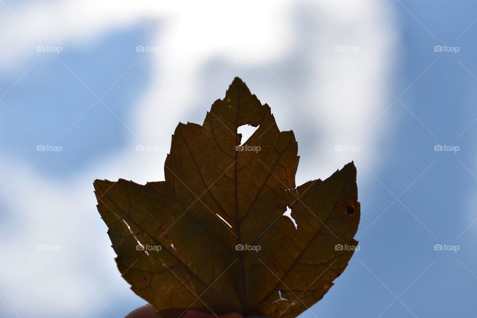 Backlit Fall Leaf