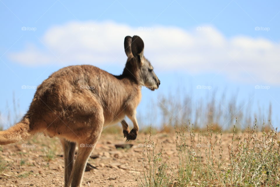 Wild Kangaroo in the South Australia outback in the Flinders Ranges area