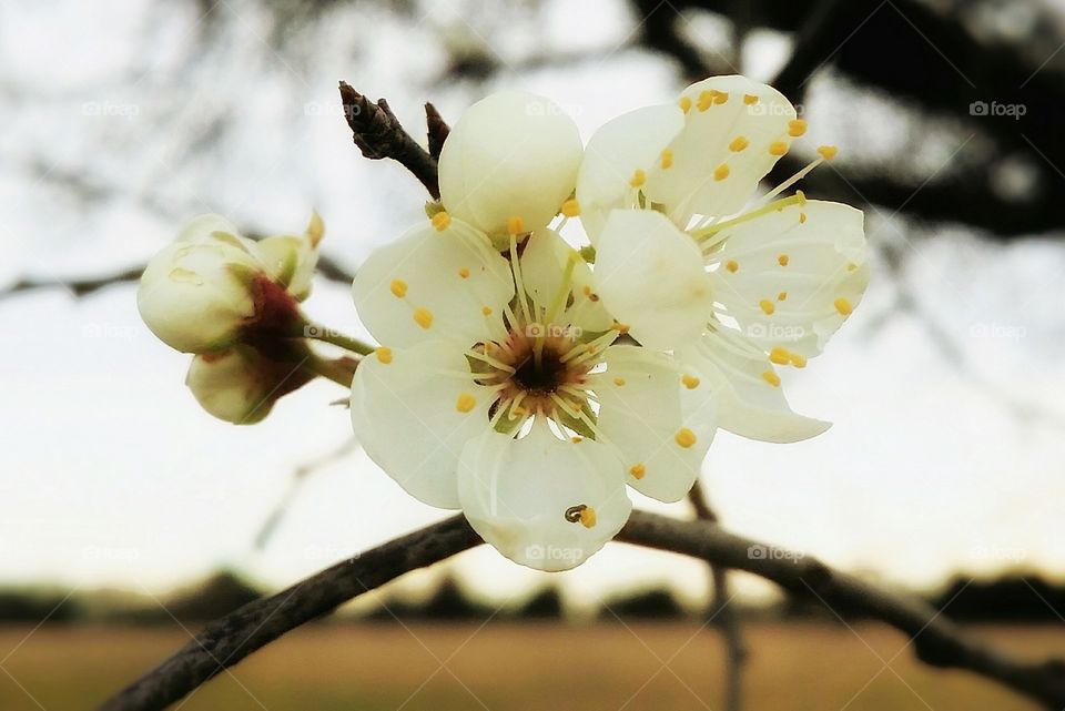 A Mexican Plum Tree blooms and buds at the beginning of spring with the tree and yellow grass in the blurred background with white and yellow flowers