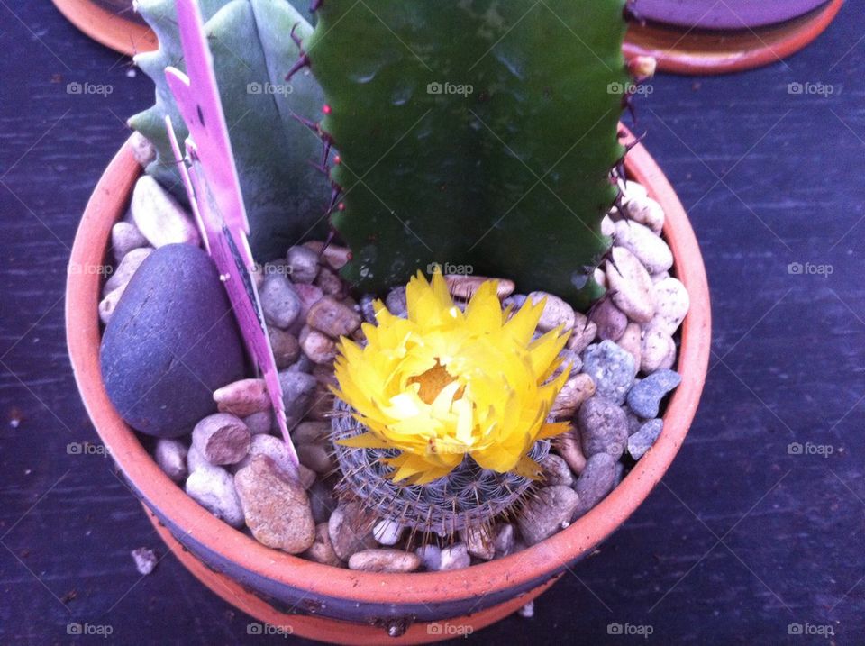 Blooming cactus