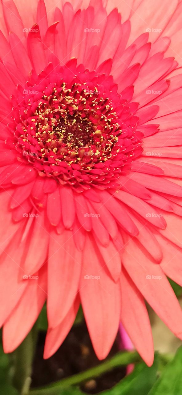 Gerbera