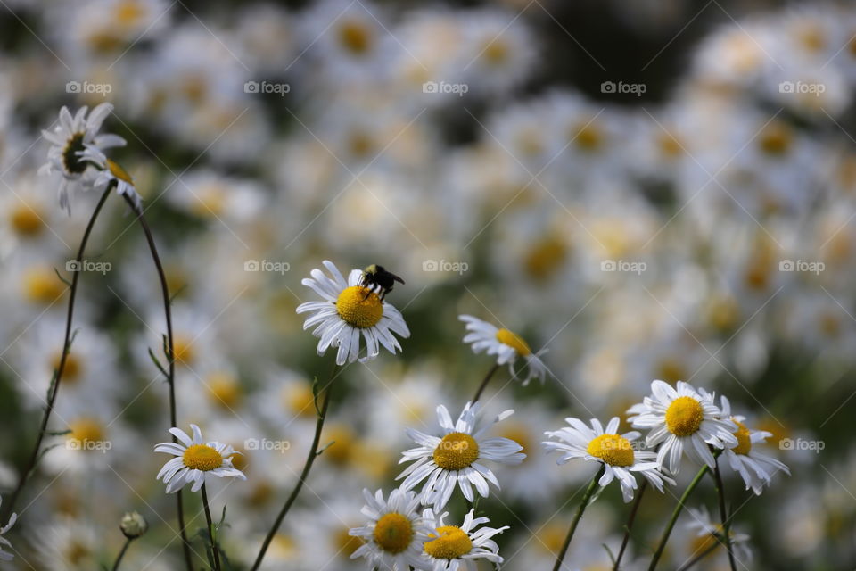 Daisies 