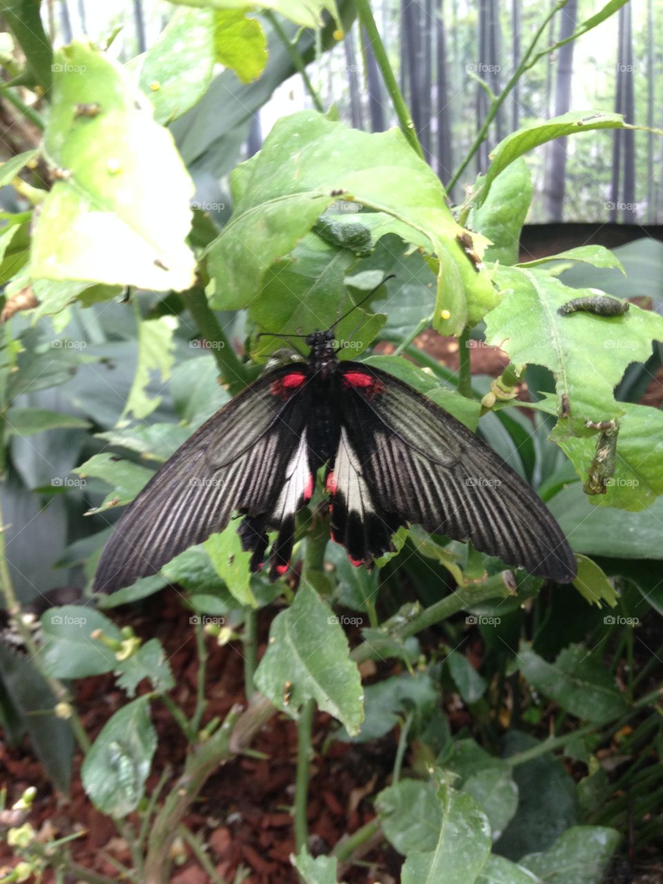 Close-up of butterfly perching on leaf