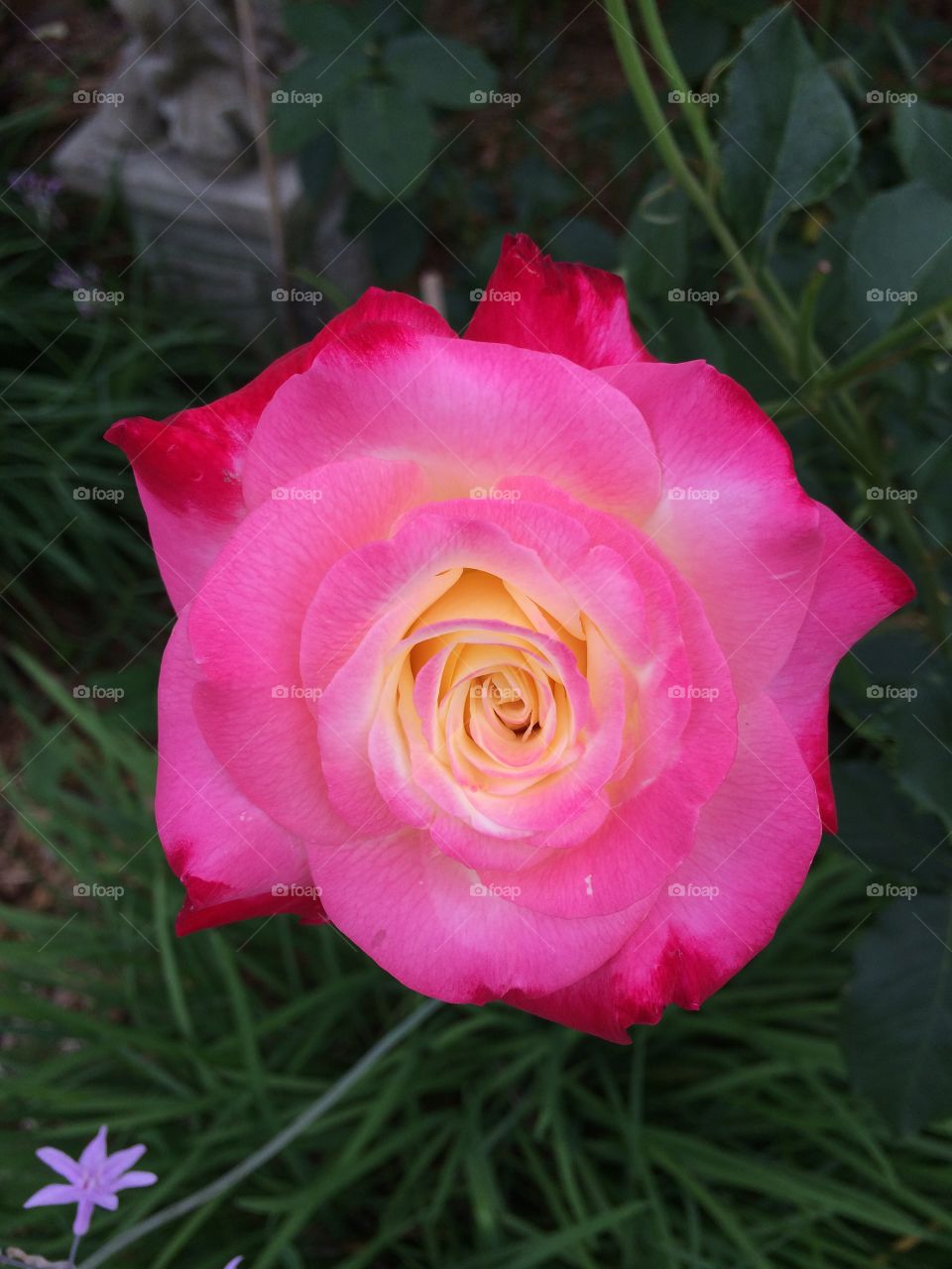 Bright pink rose 