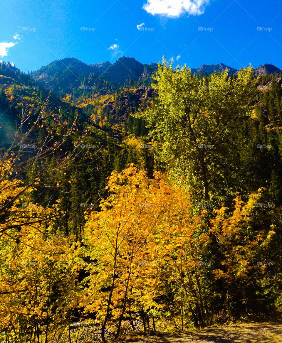 Fall, Wood, Leaf, Tree, No Person