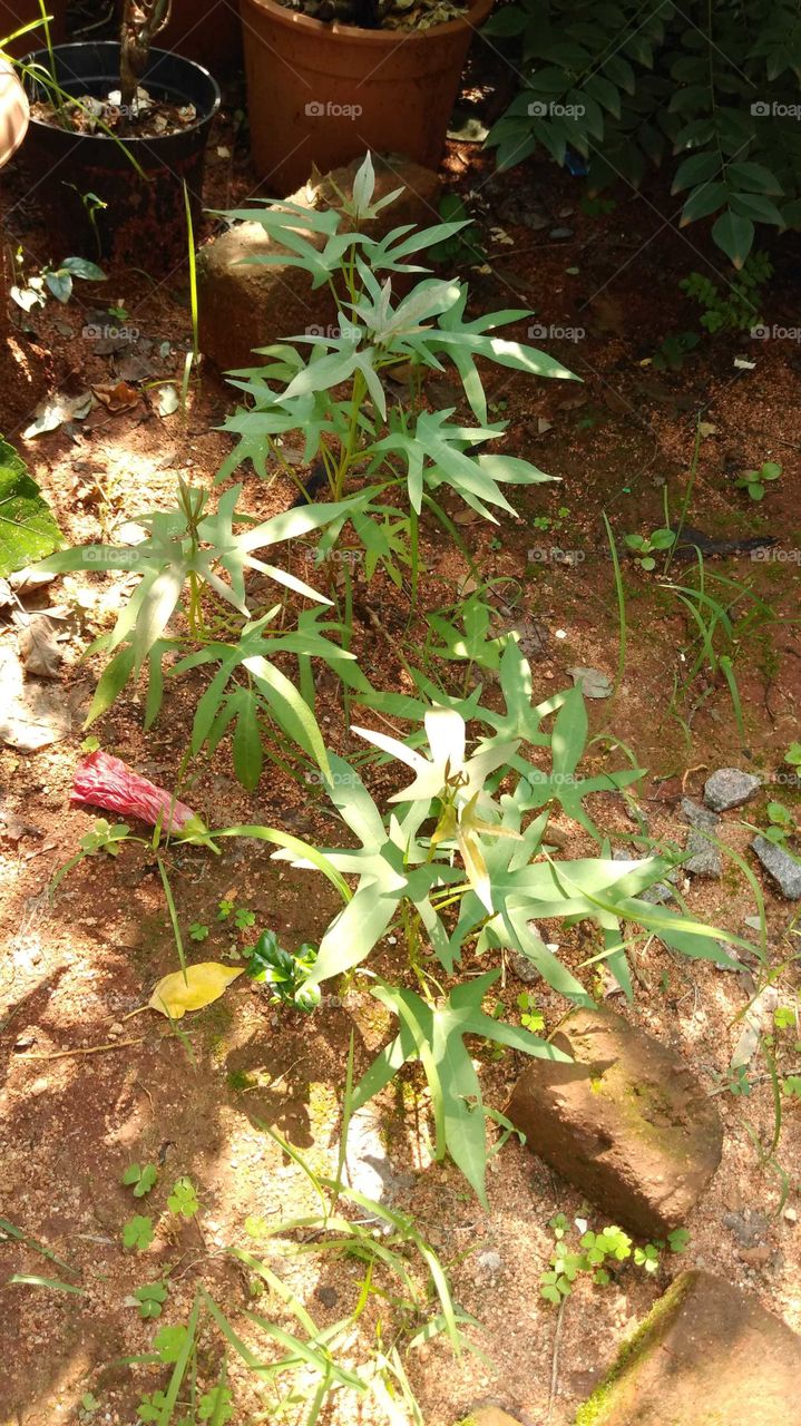 sweet potato plant in my garden