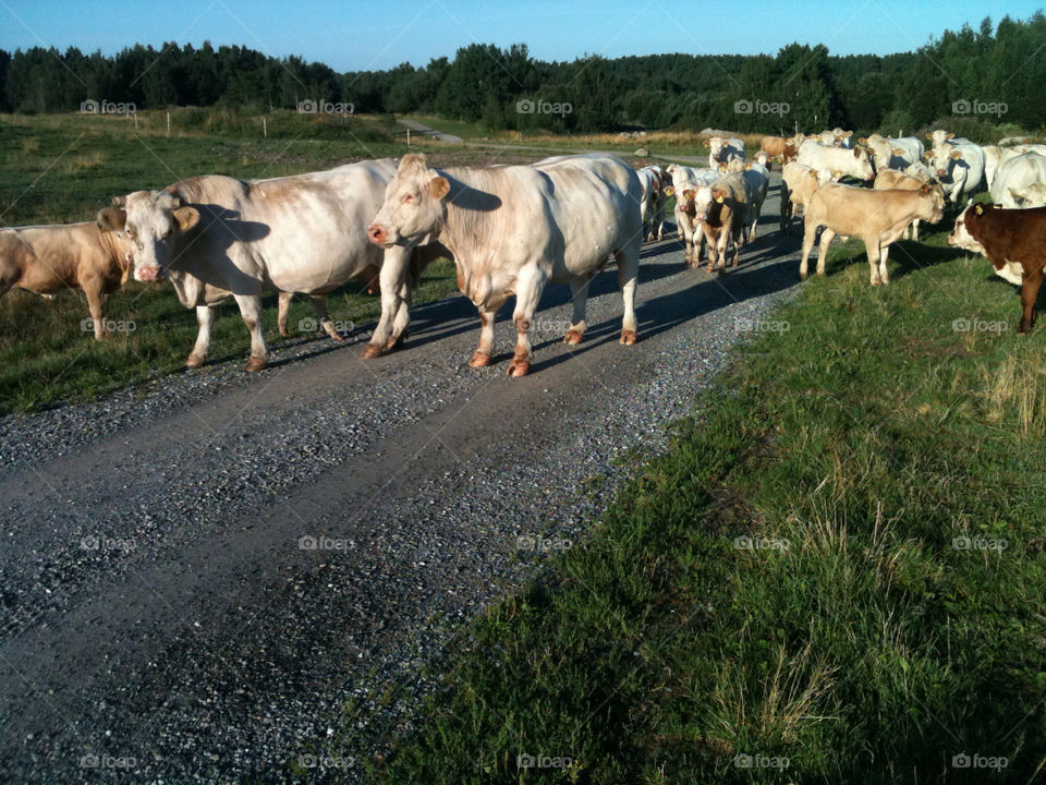 road cow cows sweden by strompello