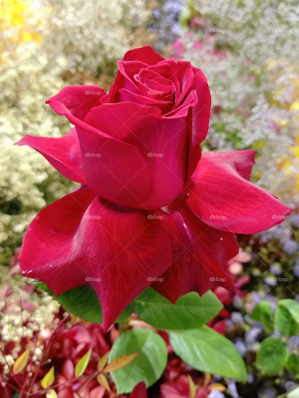 Beautiful red rose