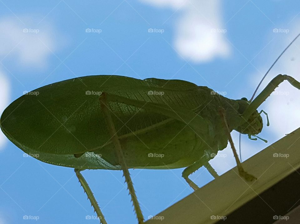 katydid