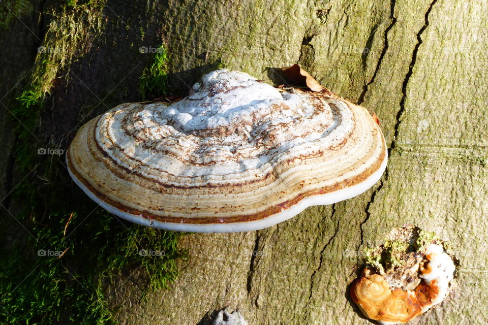 Tree Mushrooms 