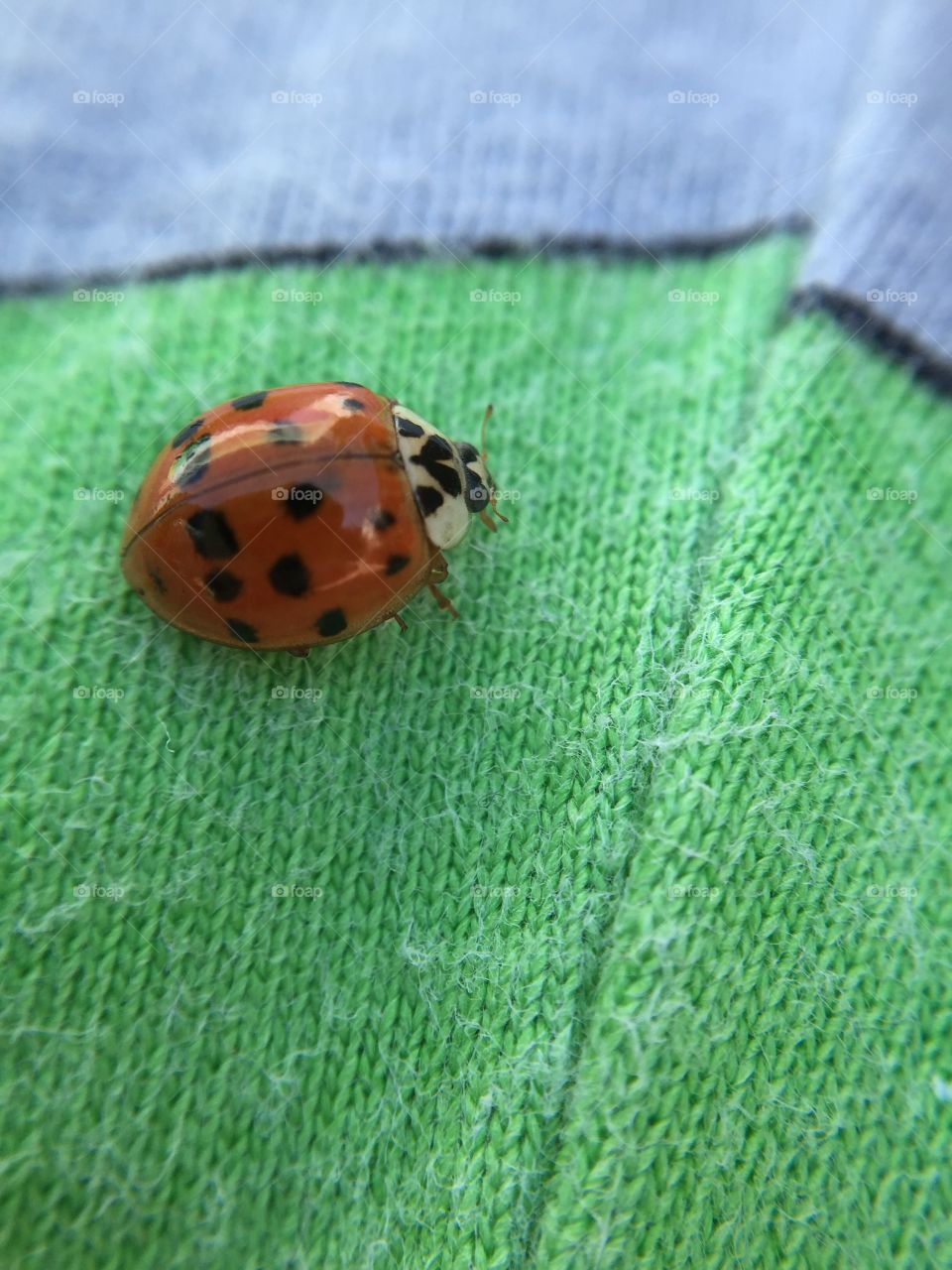 Ladybird on sleeve. This little fellow just landed on my sleeve. 