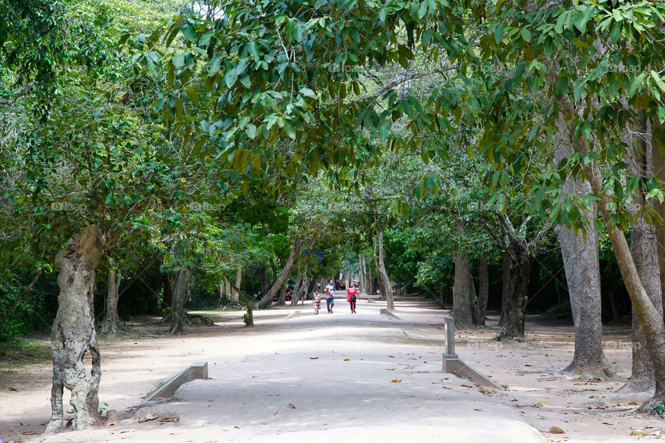 road to ta phrom temple siem reap cambodia