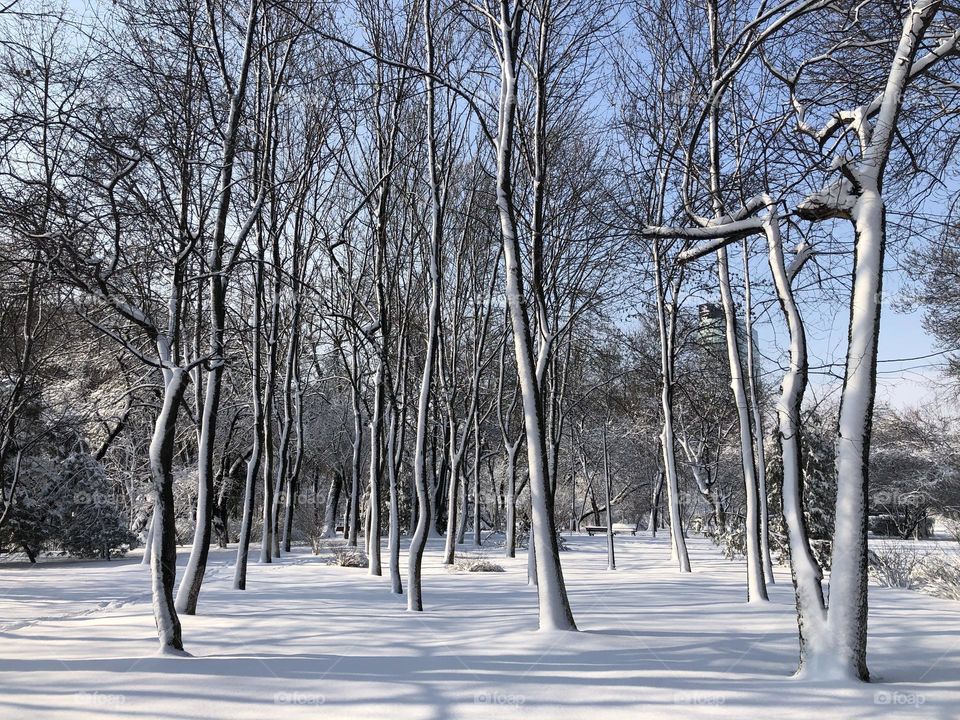 Winter in an urban park