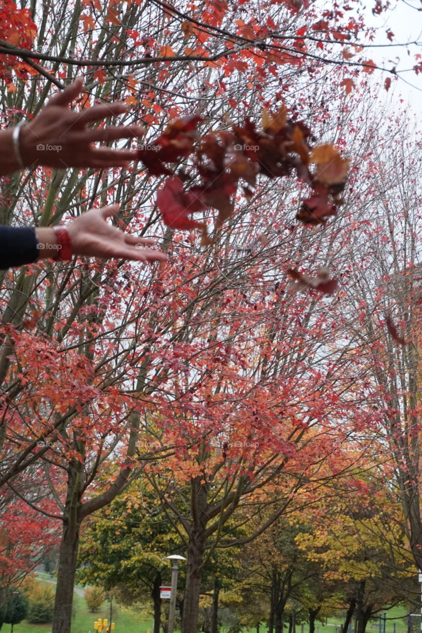 Autumn#leaves#colors#nature#hands#trees