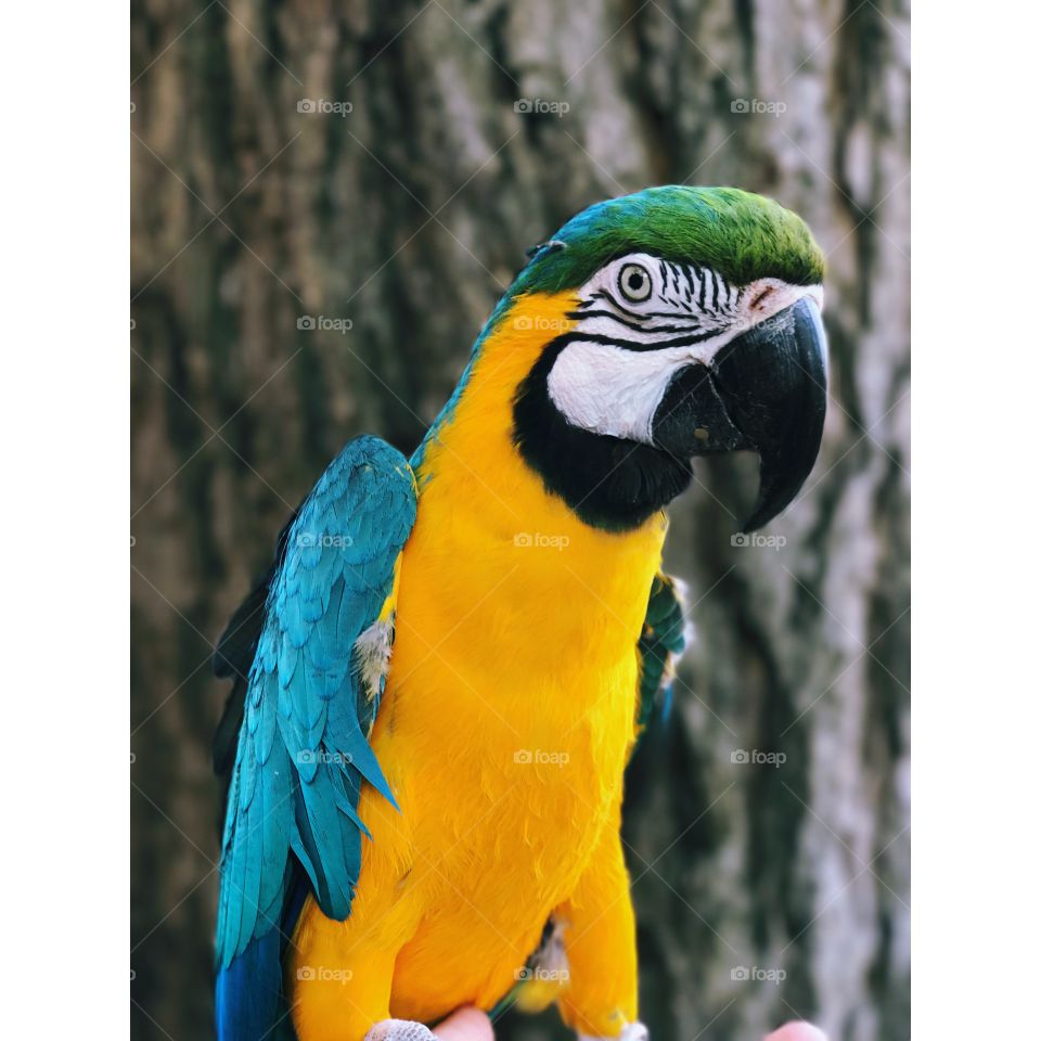 Bentley, the very goofy, Blue and Gold Macaw
