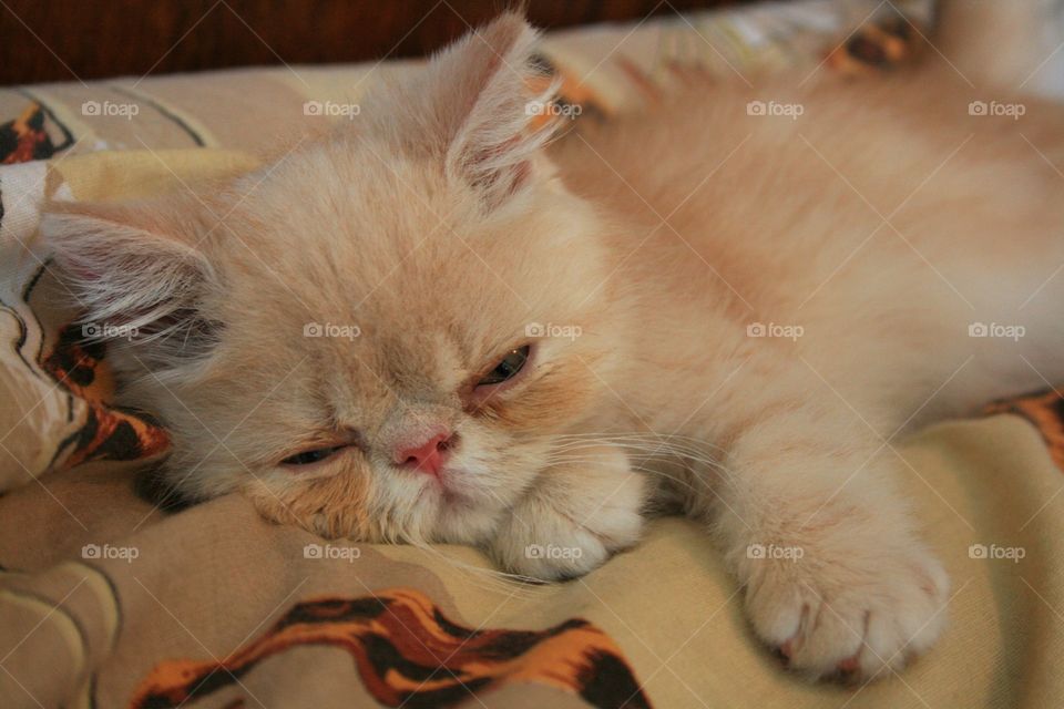 Sleeping kitten 