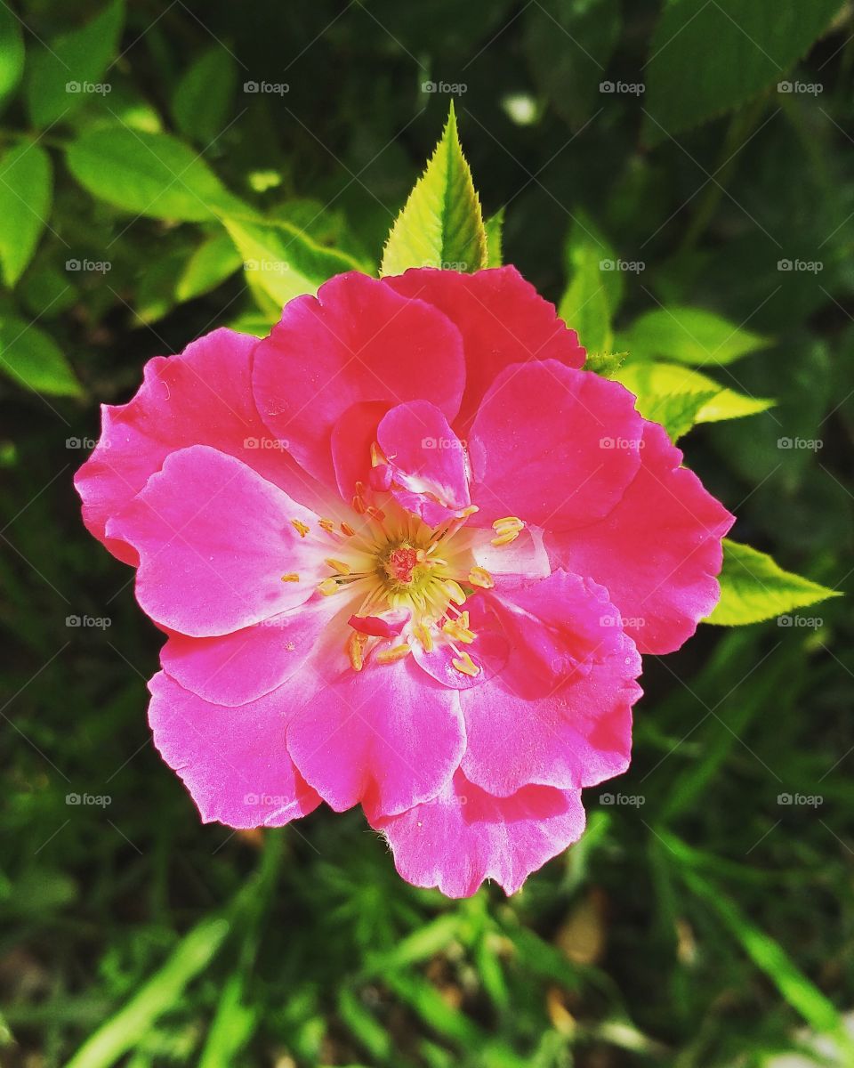 Rose in my tiny garden.