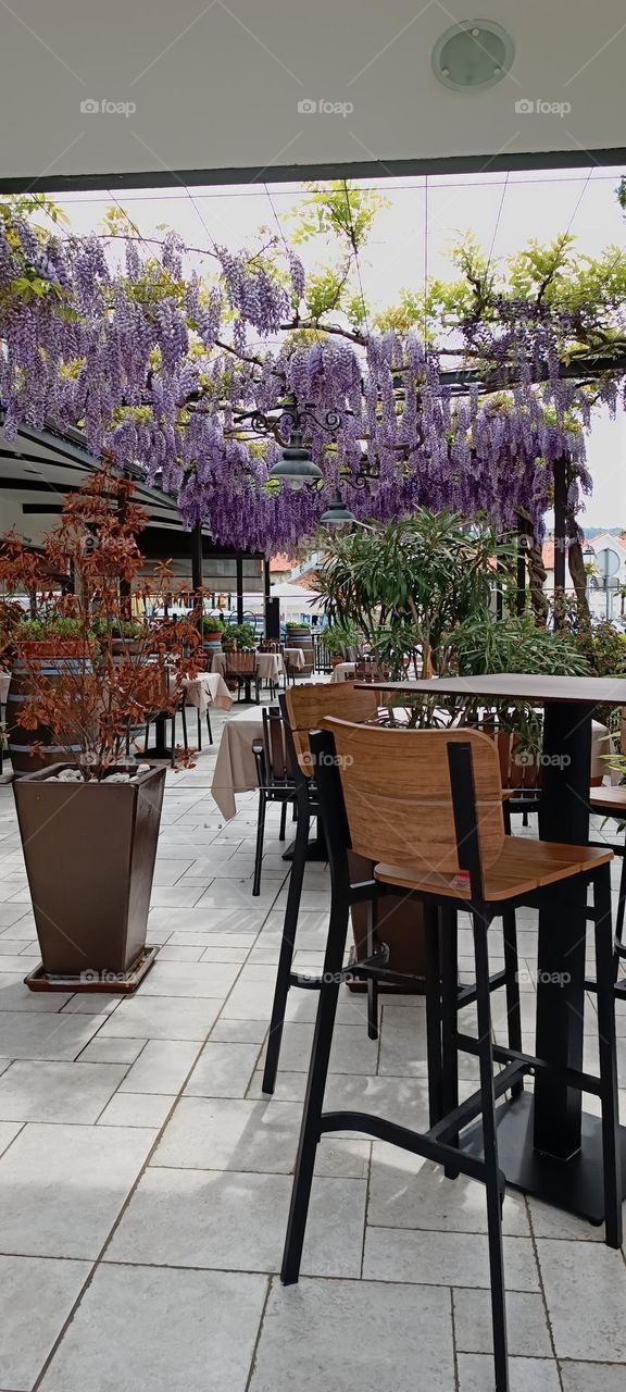 Wisteria weaves the summer veranda of a cafe in Koper