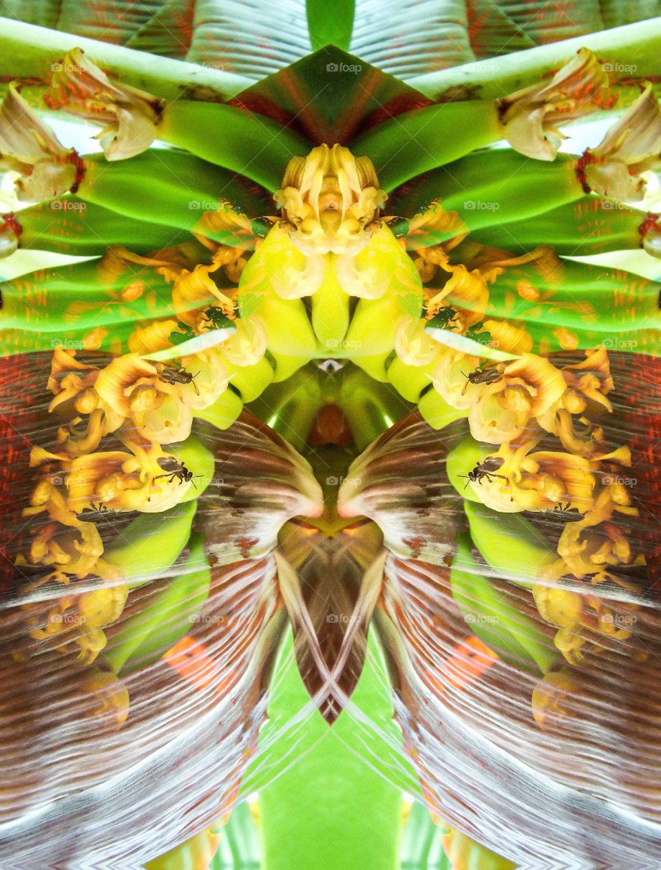 Digital art with banana and insect photography