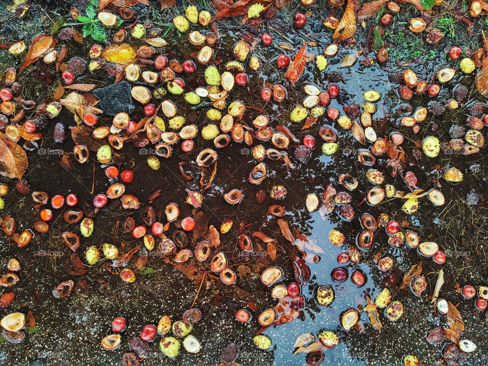 chestnuts in the puddle