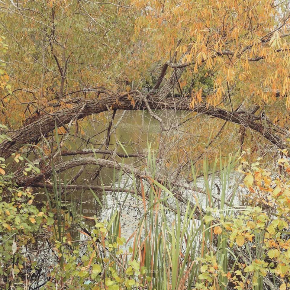 Autumn wooded pond