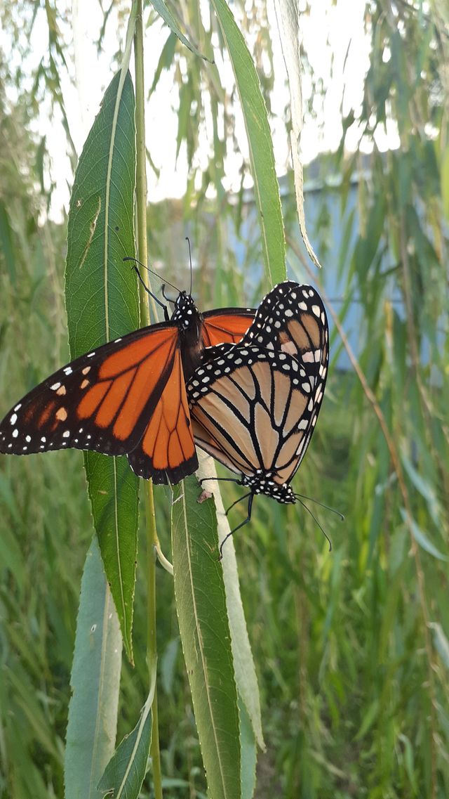 Monarch Lovers