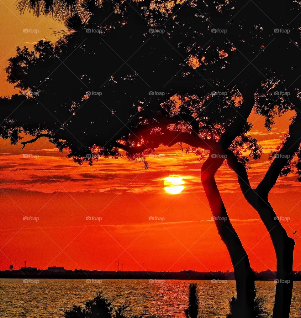 Silhouette of tree in front lake