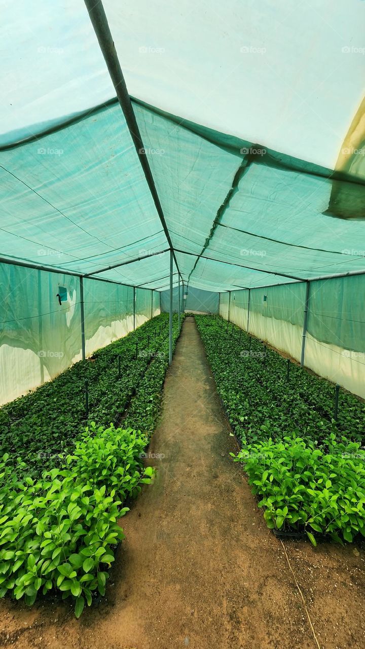 How lovely the silence of growing things.