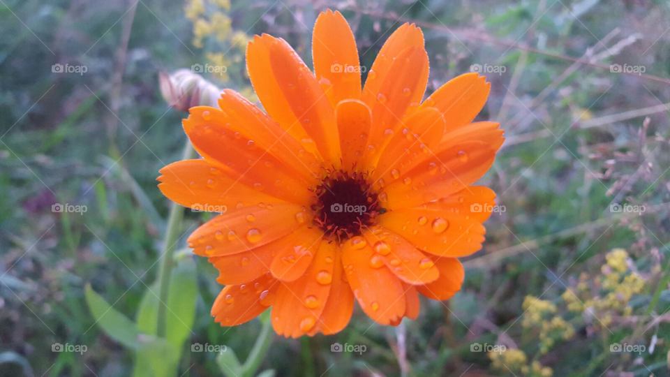 Blomma. Orange blomma