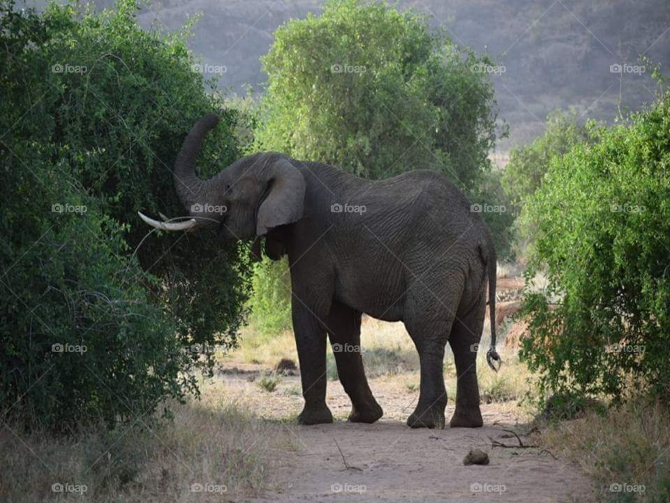 Elephant from tsavo east national park
