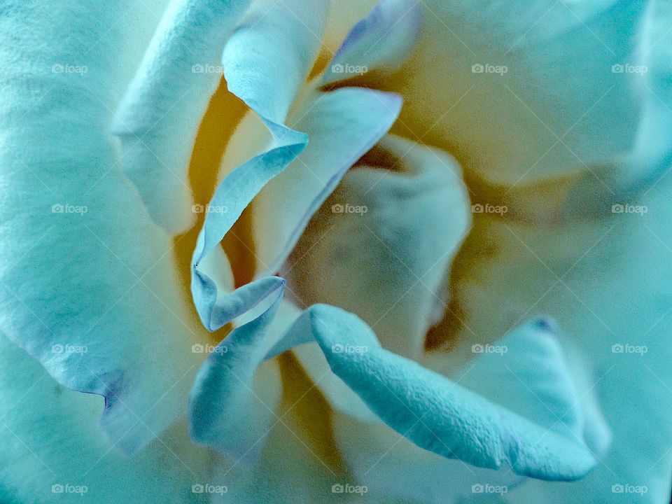 Petals of a Rose close up