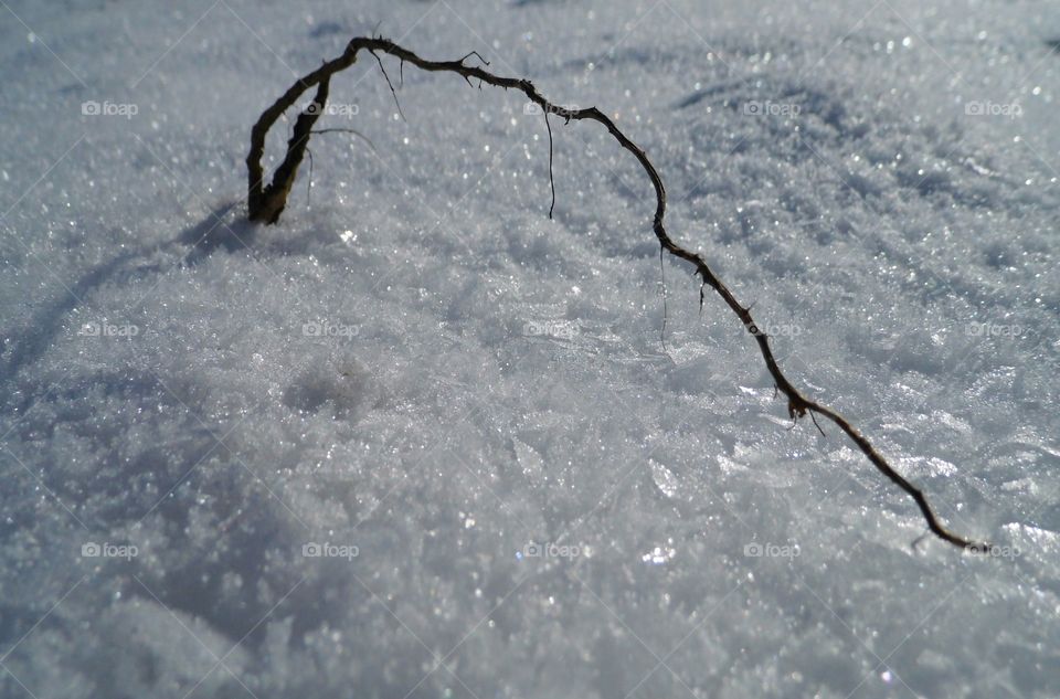 Snow White and root in landscape