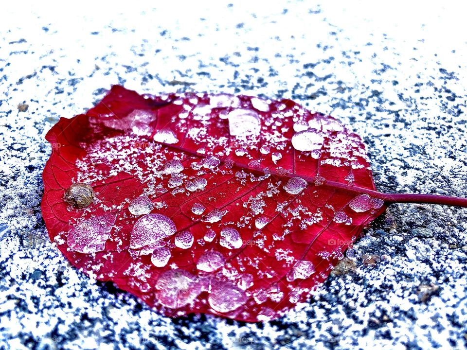 Frosted red leaf