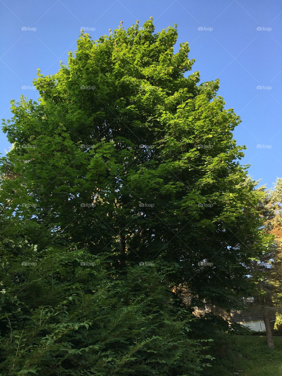 Green tree in the evening