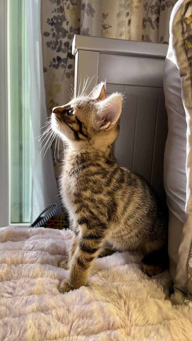 Kitten