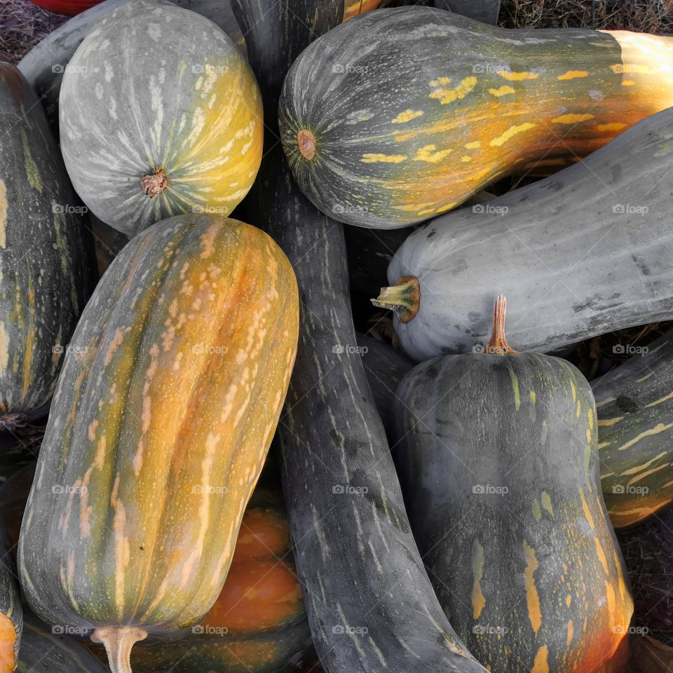 Pumpkins of various shapes and sizes
