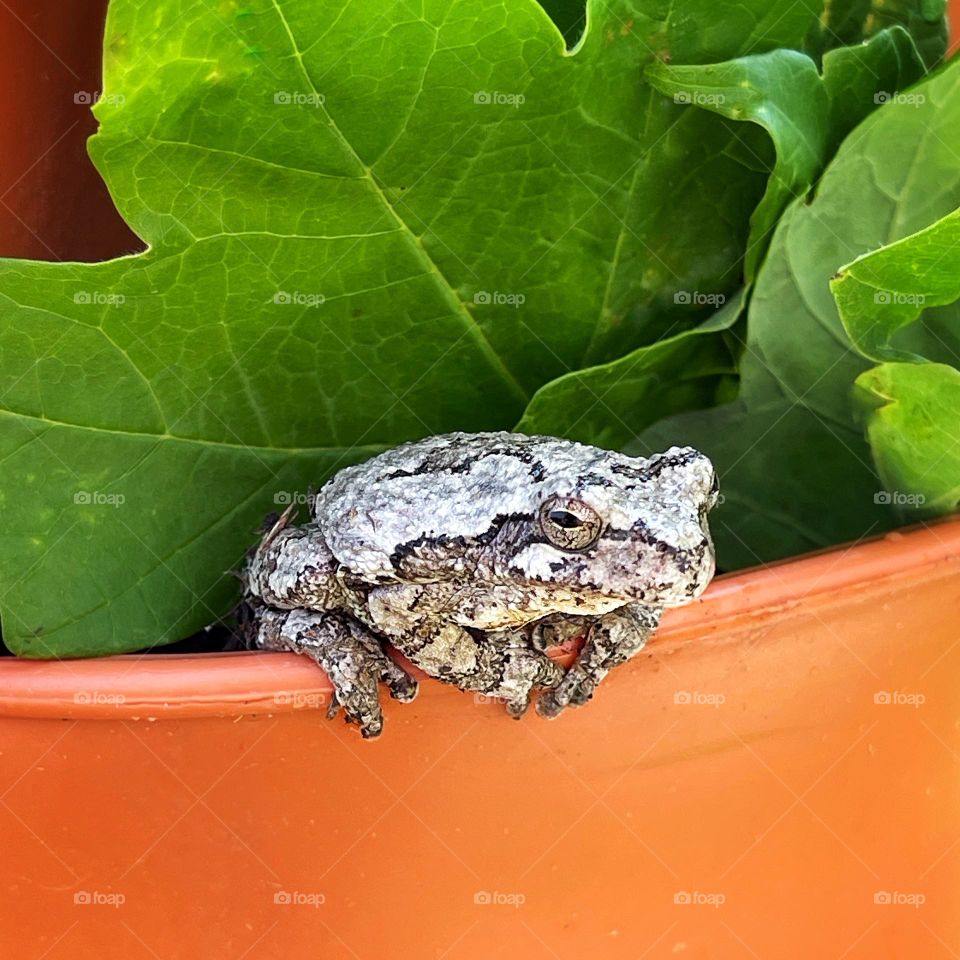 Perched frog