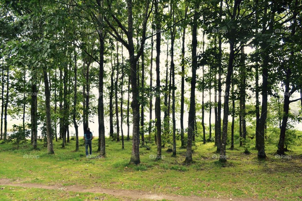 Tree screened lake
