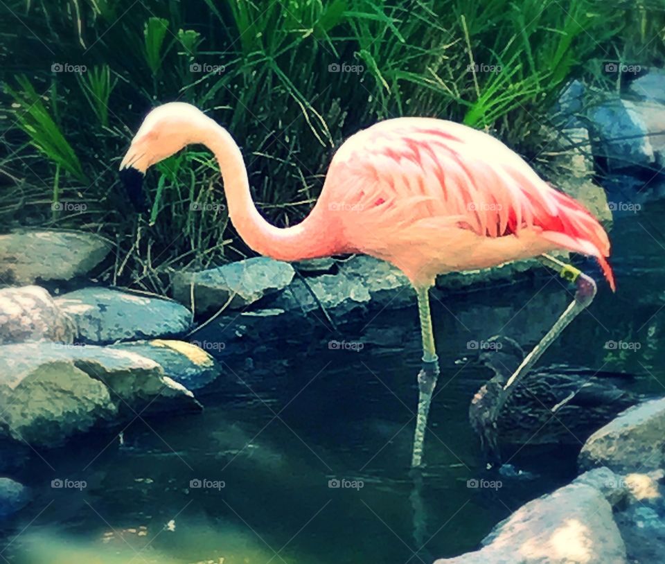 Flamingo 