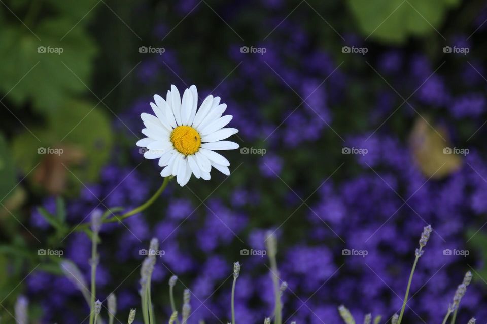 Color expands in the background 