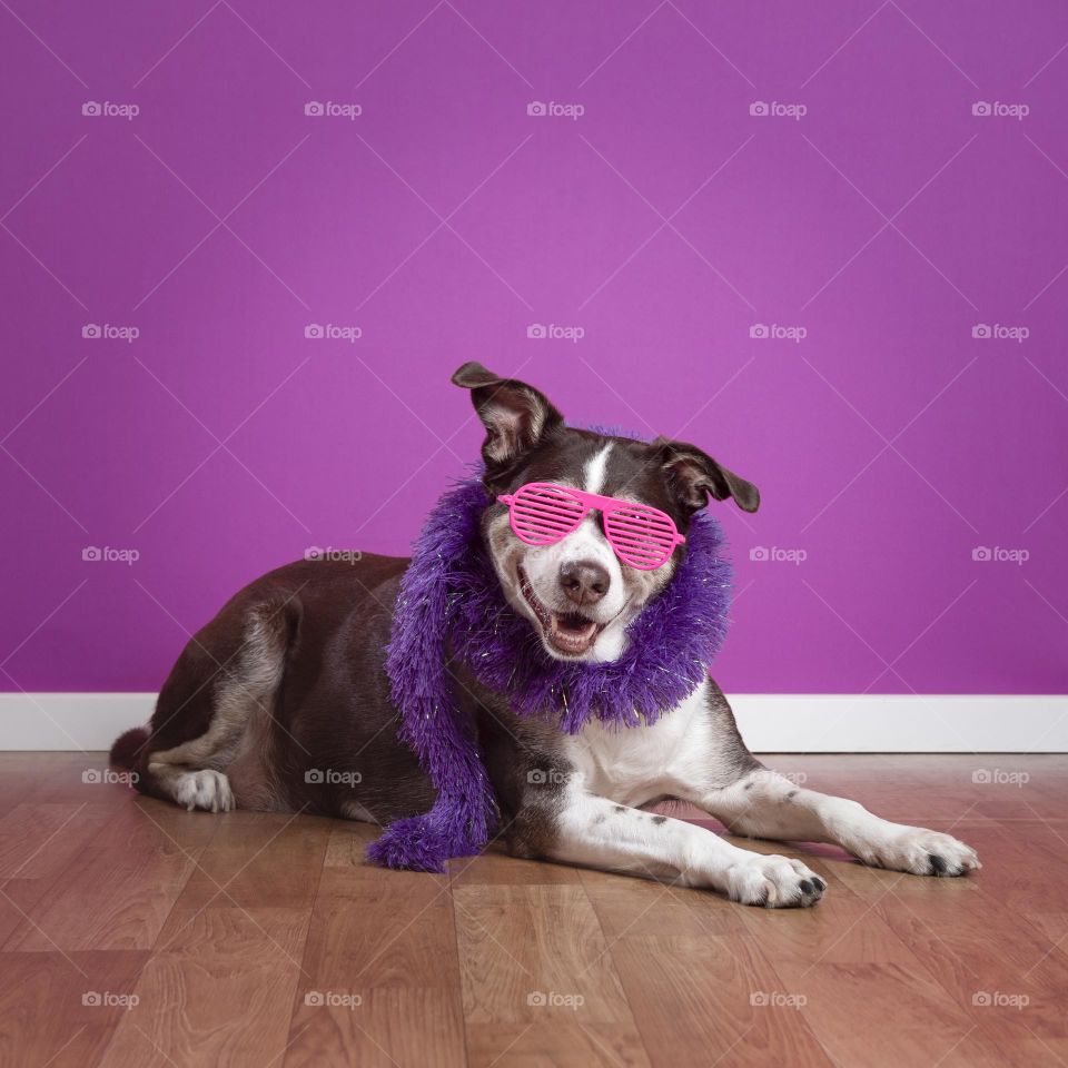 Dog in carnaval costume with pink glasses