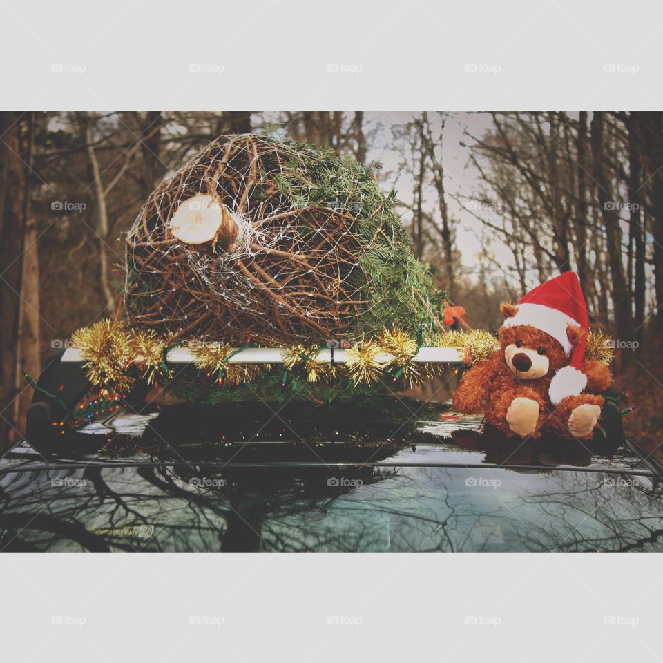 Mr. Teddy bear is hitching a ride on the roof with our family Christmas tree. 