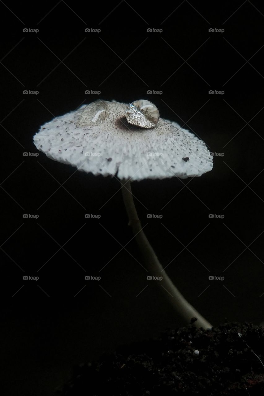 white mushroom