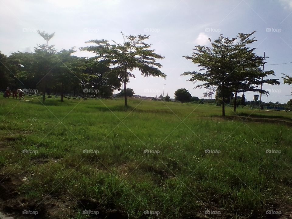A view of an unmanaged garden area