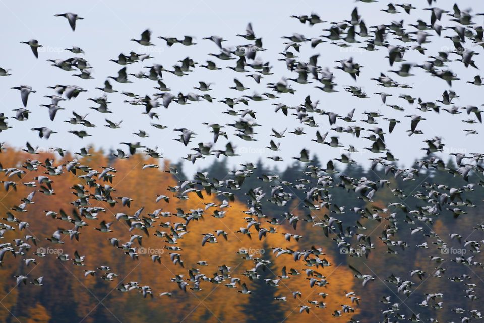 Thick flock of barnacle goose flying at fast speed past forest with Autumn foliage on October afternoon in Helsinki, Finland.