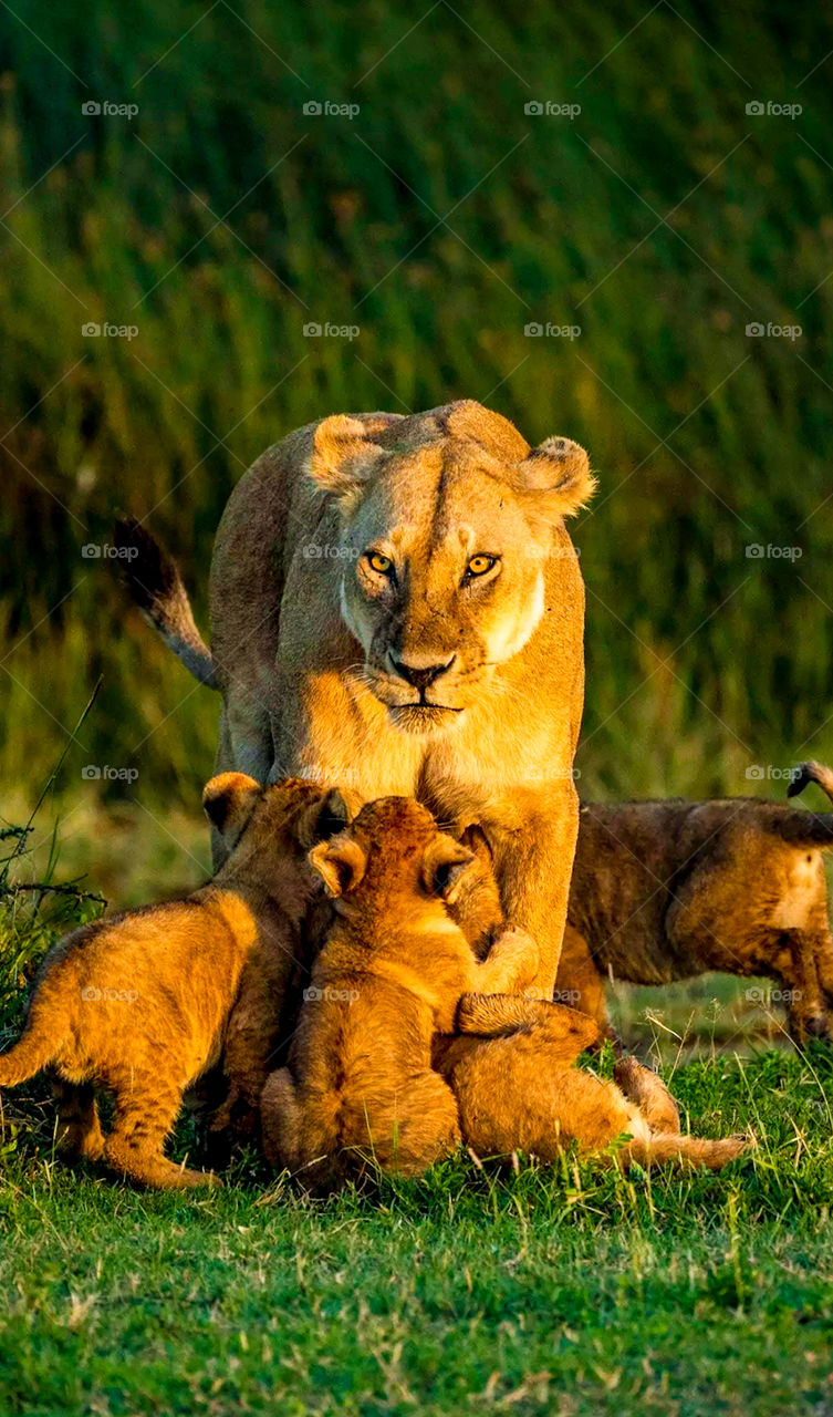 lionesses and babies