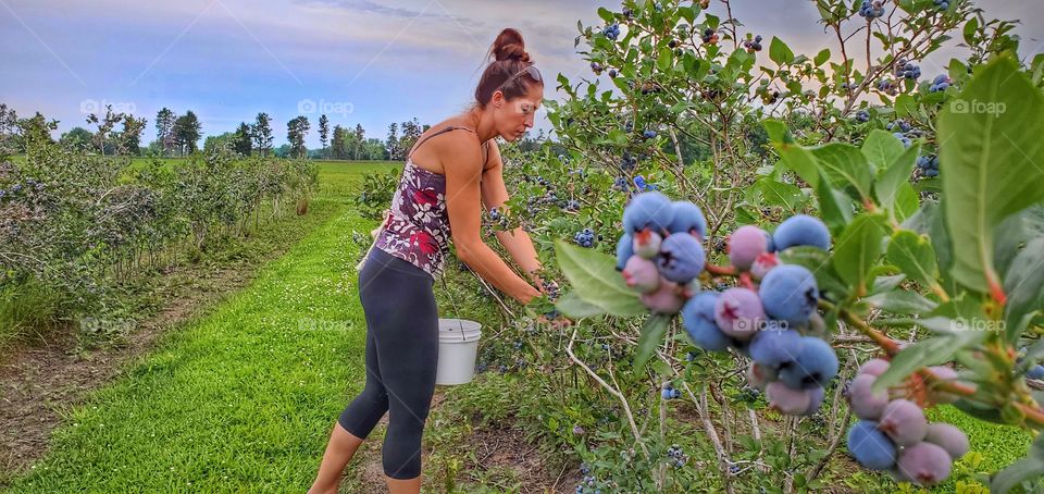 woman picking blueberries